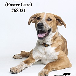 Thumbnail photo of Adam  (Foster Care) #1