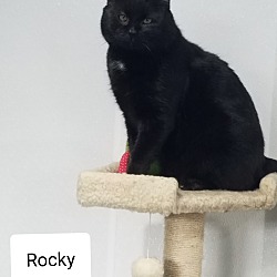 Photo of Rocky & Rory- Inseparable Pair