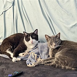 Thumbnail photo of Sky & Smoke (we're in foster care!) #4