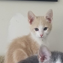 Photo of DODGER - $75 (Male Kitten)