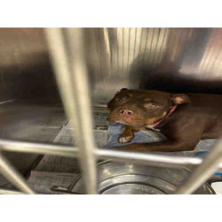 Photo of COCOA
