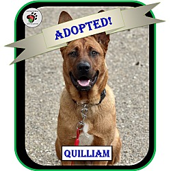 Thumbnail photo of Quilliam - ADOPTED!!! #1