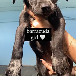 Photo of Barracuda