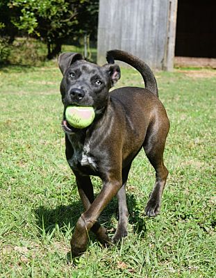 Mobile, AL - Labrador Retriever. Meet Carly a Pet for Adoption ...