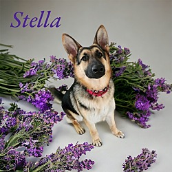 Thumbnail photo of Stella II #1