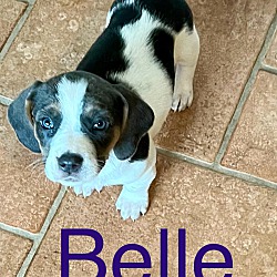 Thumbnail photo of BELLE #1