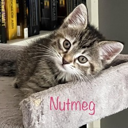 Thumbnail photo of Nutmeg #2