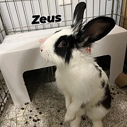 Thumbnail photo of Zeus #1