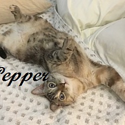 Thumbnail photo of Pepper (Courtesy Post) #2