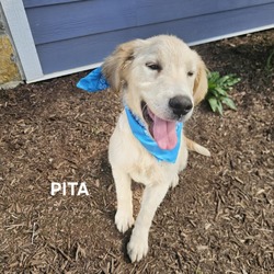 Thumbnail photo of Pita #2