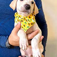 adopt a pet