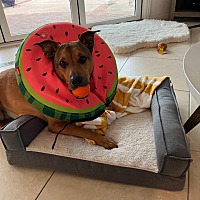 adopt a pet