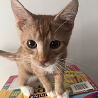 adopt a pet