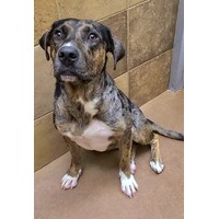 adopt-pet