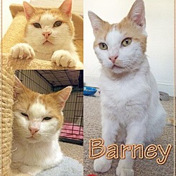 Thumbnail photo of Barney #1