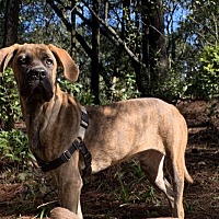 Cane Corso Puppies Dogs