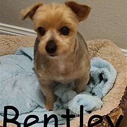 Thumbnail photo of Bentley(3) #1