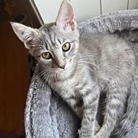 Photo of Beatrice - *Available Sunday,6/26/22*  Chino Hills Location