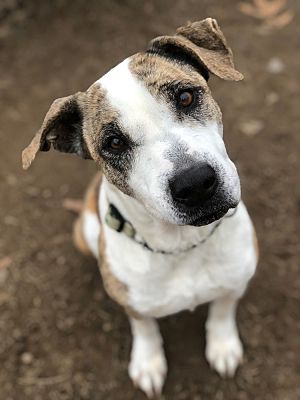 Kalamazoo, MI - Mixed Breed (Medium). Meet Opal a Pet for Adoption ...