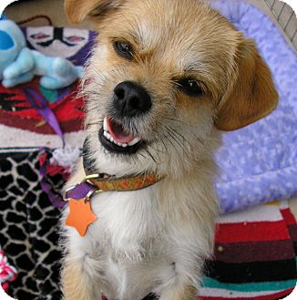 cairn terrier pug mix