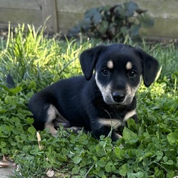 Photo of Pippin Pup: Pedro
