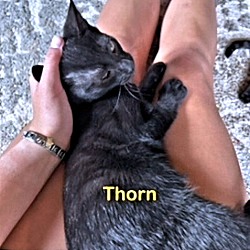 Thumbnail photo of Thorn #4