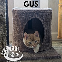 Thumbnail photo of Gus #1