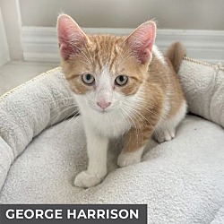 Thumbnail photo of George Harrison #2