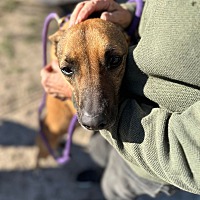 adopt a pet