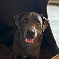 adopt a pet