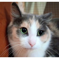 adopt-pet