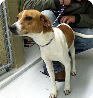 beagle pointer mix for sale
