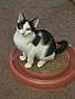 BLAKE - Domestic Shorthair available for adoption