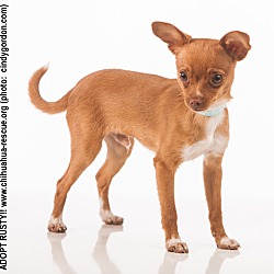 Thumbnail photo of Rusty - Puppy #1
