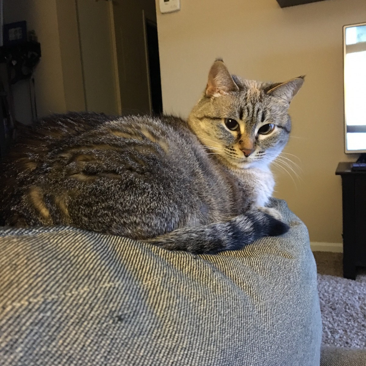 Adopt Meeko A Gray, Blue Or Silver Tabby Siamese Cat In Bloomington in