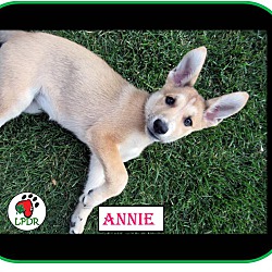 Thumbnail photo of Annie - NoTheme Litter #3