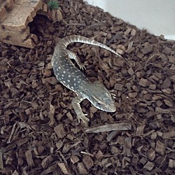 Photo of Cobra Kai