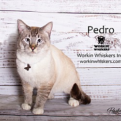 Thumbnail photo of PEDRO #3