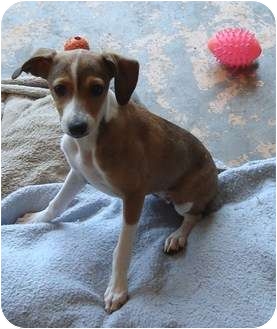 Puppy Italian Greyhound X Jack Russell Greyhound Terrier Mix Hotsell