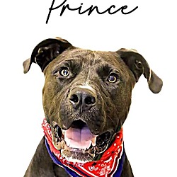 Thumbnail photo of Prince #3