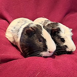 Photo of Cookies and Cream