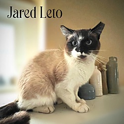 Photo of Jared Leto