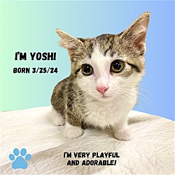 Photo of CAT-YOSHI