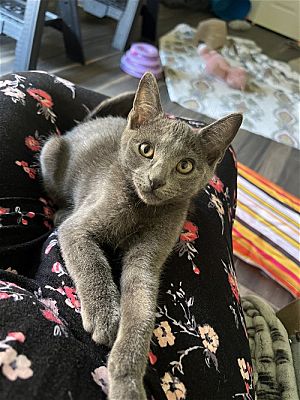 Napa, CA - Russian Blue. Meet Banni-NR a Pet for Adoption - AdoptaPet.com