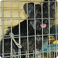 lauderdale county pound