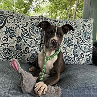 adopt a pet