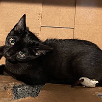 adopt a pet