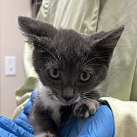adopt a pet