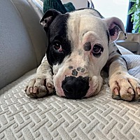 adopt a pet