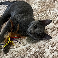 adopt a pet